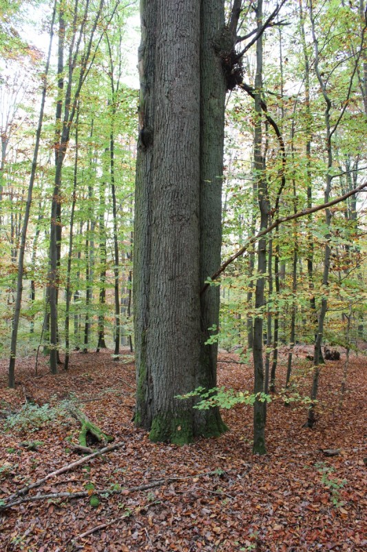 Bildla Nummera 012.jpg