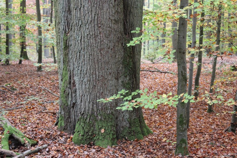 Bildla Nummera 013.jpg