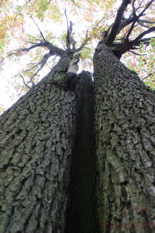 Bildla Nummera 014.jpg