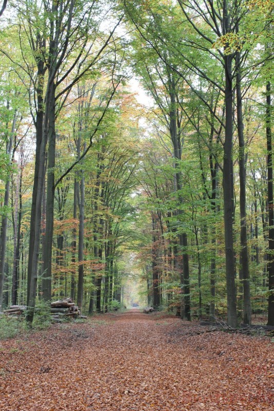 Bildla Nummera 016.jpg