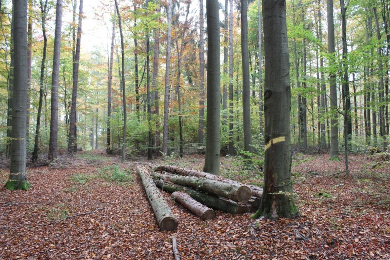 Bildla Nummera 018.jpg