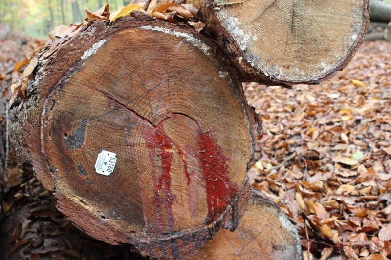 Bildla Nummera 019.jpg