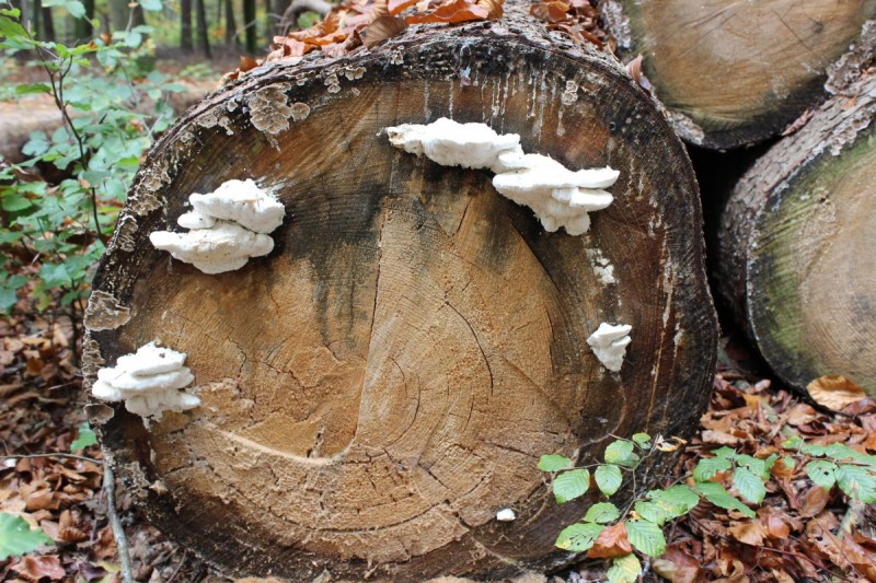 Bildla Nummera 020.jpg