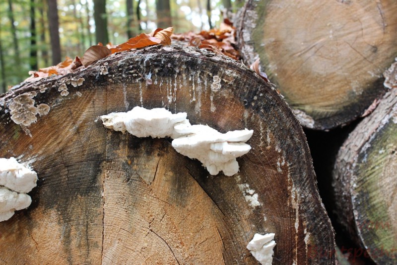 Bildla Nummera 021.jpg