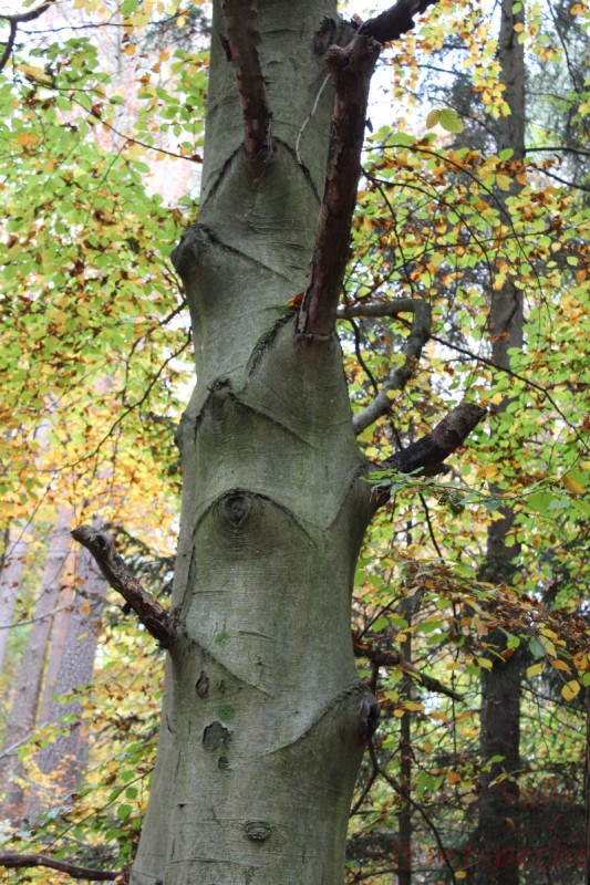 Bildla Nummera 022.jpg