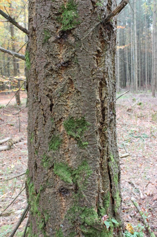 Bildla Nummera 025.jpg