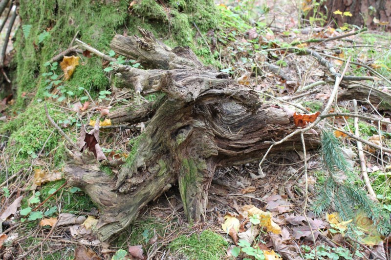 Bildla Nummera 026.jpg