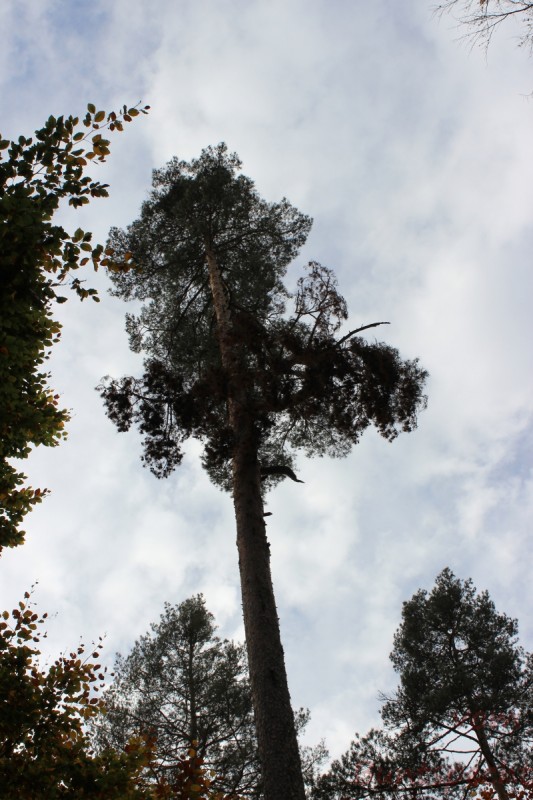 Bildla Nummera 027.jpg