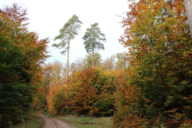 Bildla Nummera 028.jpg