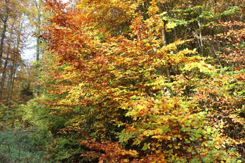 Bildla Nummera 029.jpg