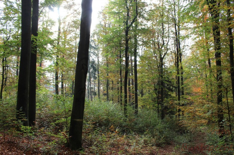 Bildla Nummera 031.jpg