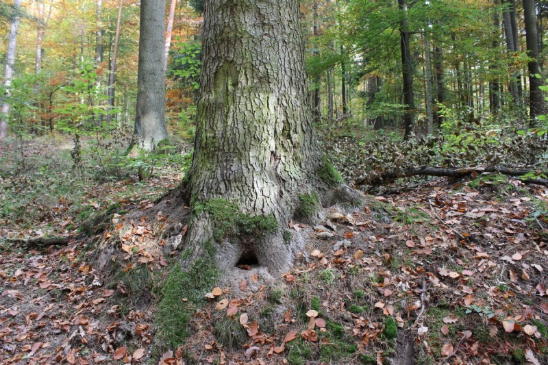 Bildla Nummera 033.jpg