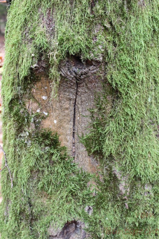 Bildla Nummera 037.jpg