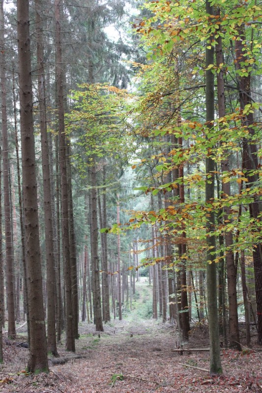 Bildla Nummera 039.jpg