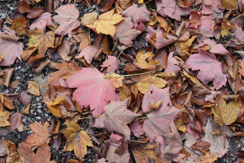 Bildla Nummera 041.jpg