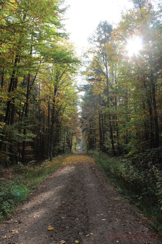 Bildla Nummera 042.jpg