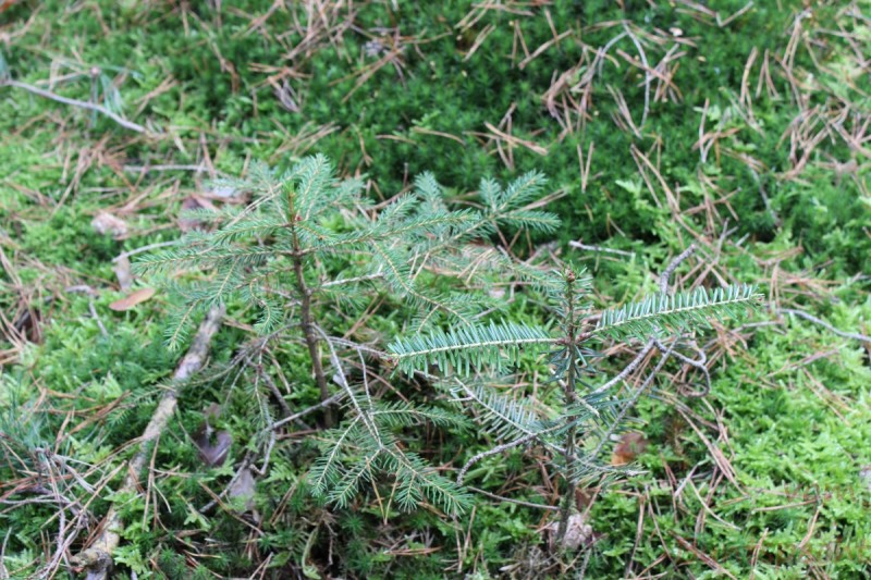 Bildla Nummera 044.jpg