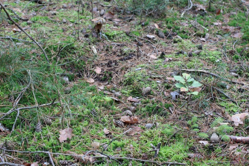 Bildla Nummera 045.jpg