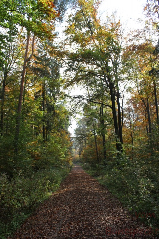 Bildla Nummera 050.jpg