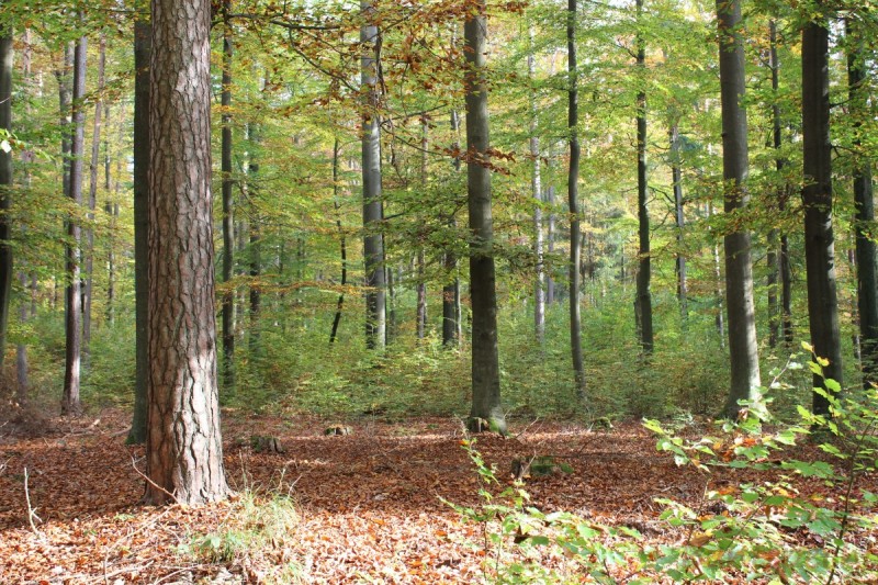 Bildla Nummera 051.jpg