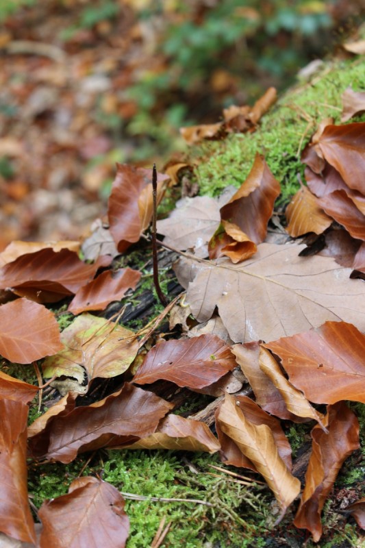 Bildla Nummera 052.jpg