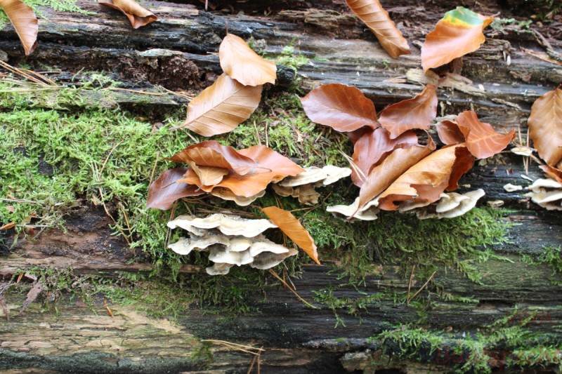 Bildla Nummera 053.jpg