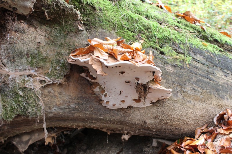 Bildla Nummera 055.jpg