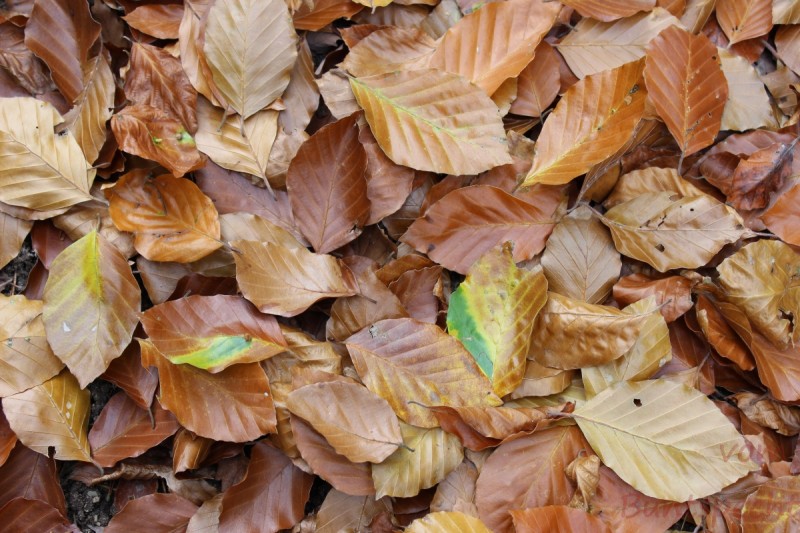 Bildla Nummera 056.jpg