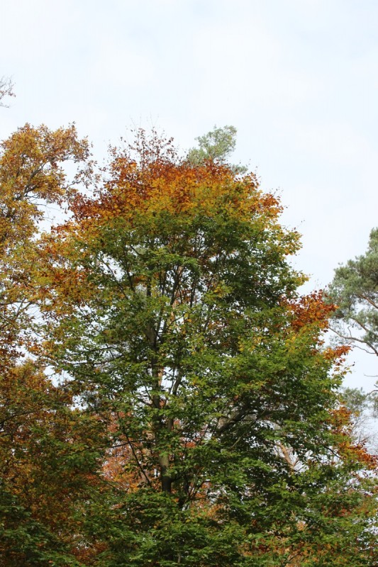 Bildla Nummera 057.jpg