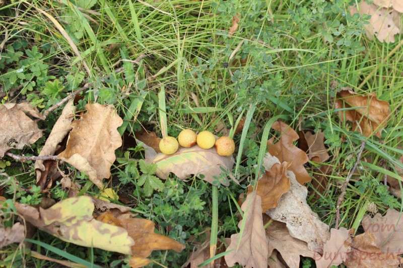 Bildla Nummera 064.jpg