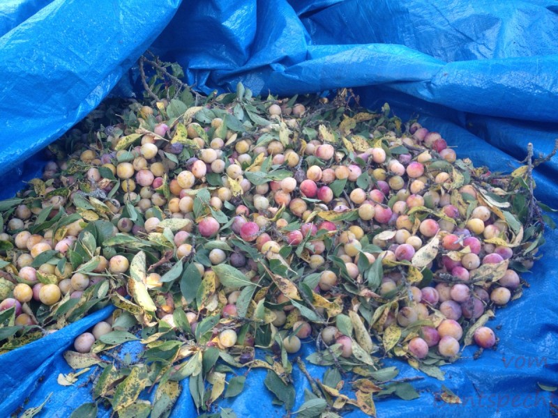 Bildla Nummera 006.jpg