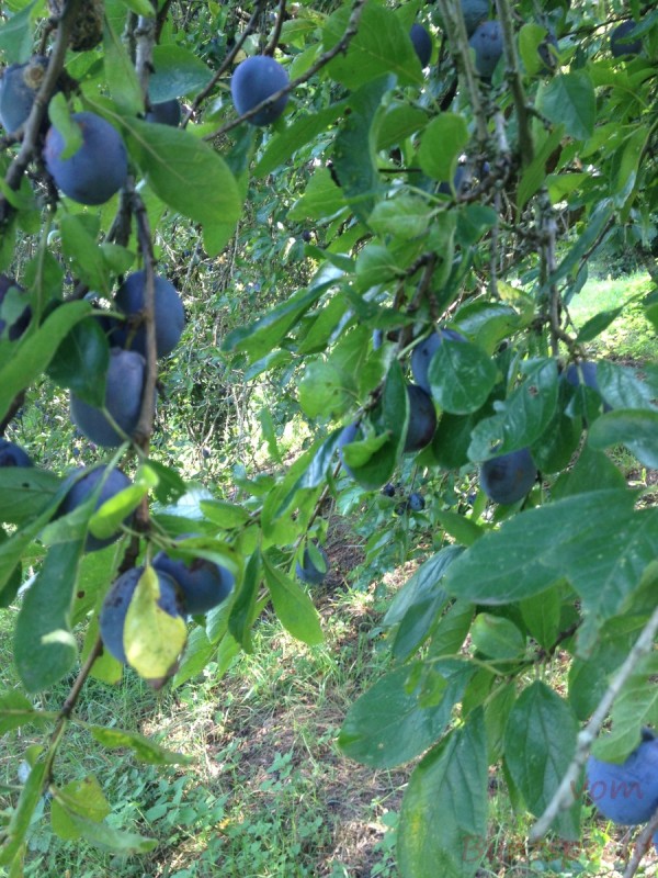 Bildla Nummera 010.jpg