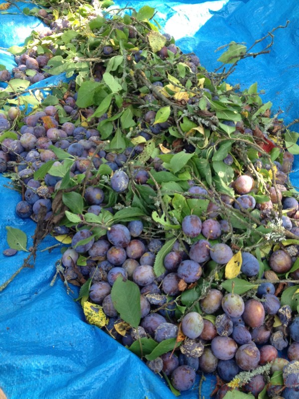 Bildla Nummera 013.jpg