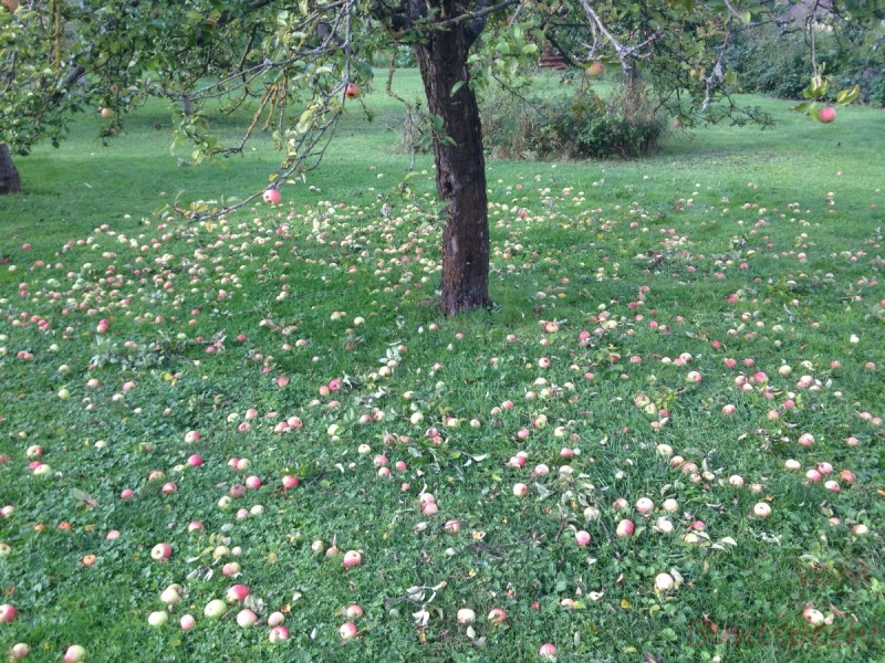 Bildla Nummera 015.jpg