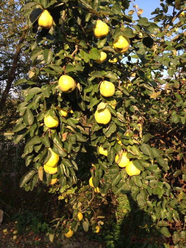 Bildla Nummera 021.jpg