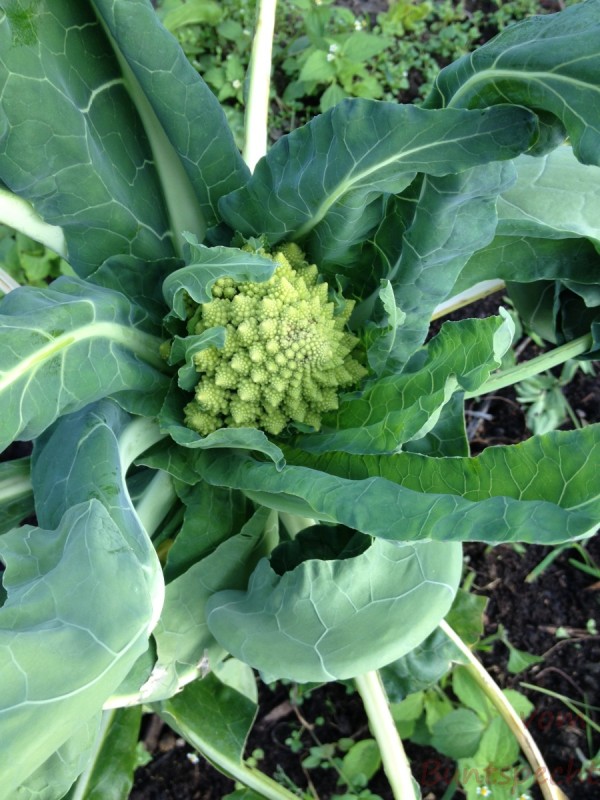 Bildla Nummera 025.jpg