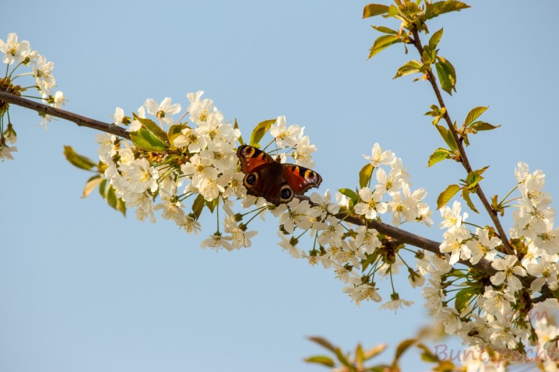 Bildla Nummera 001.jpg