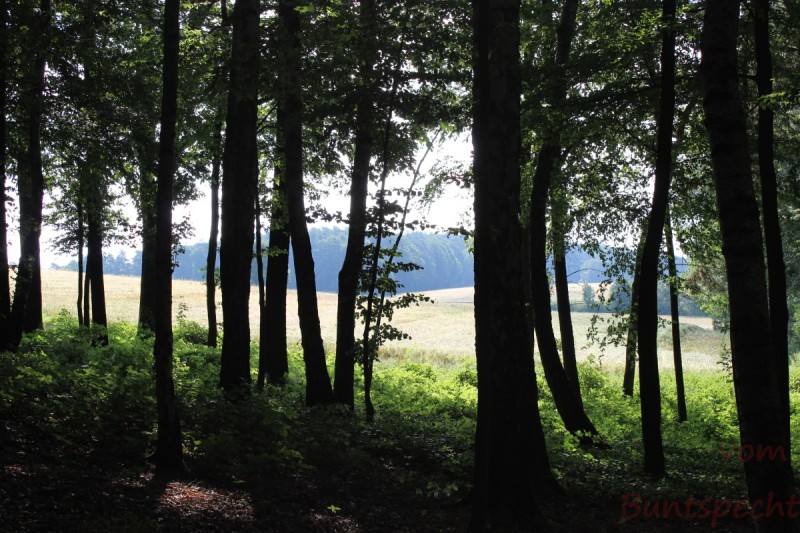 Bildla Nummera 004.jpg