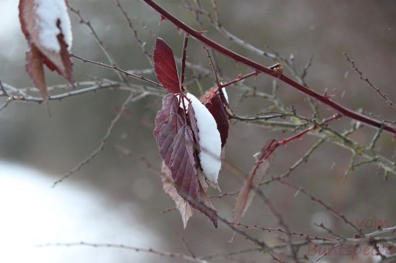 Bildla Nummera 007.jpg