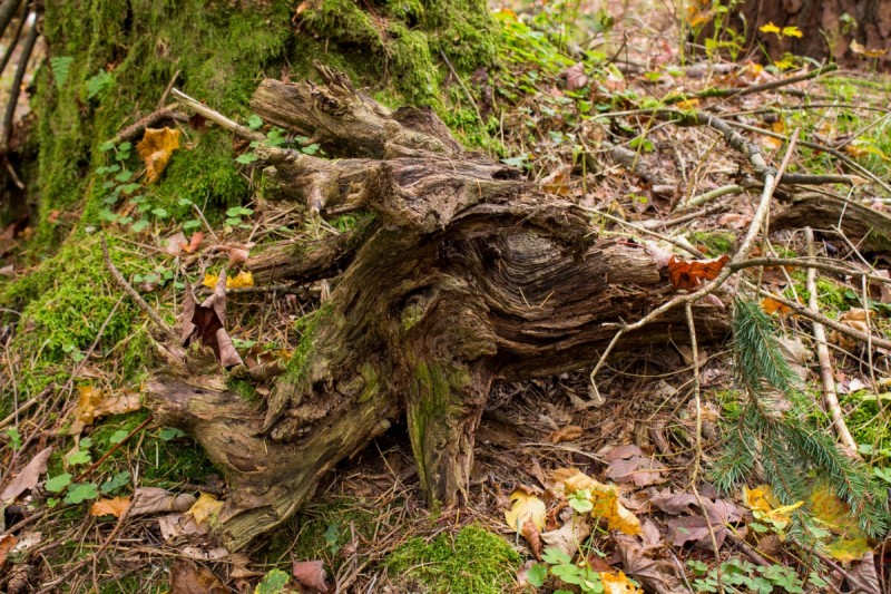 Bildla Nummera 014.jpg