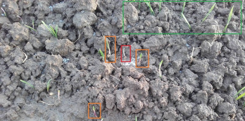 2017-12-01 Winterweizen 1.jpg