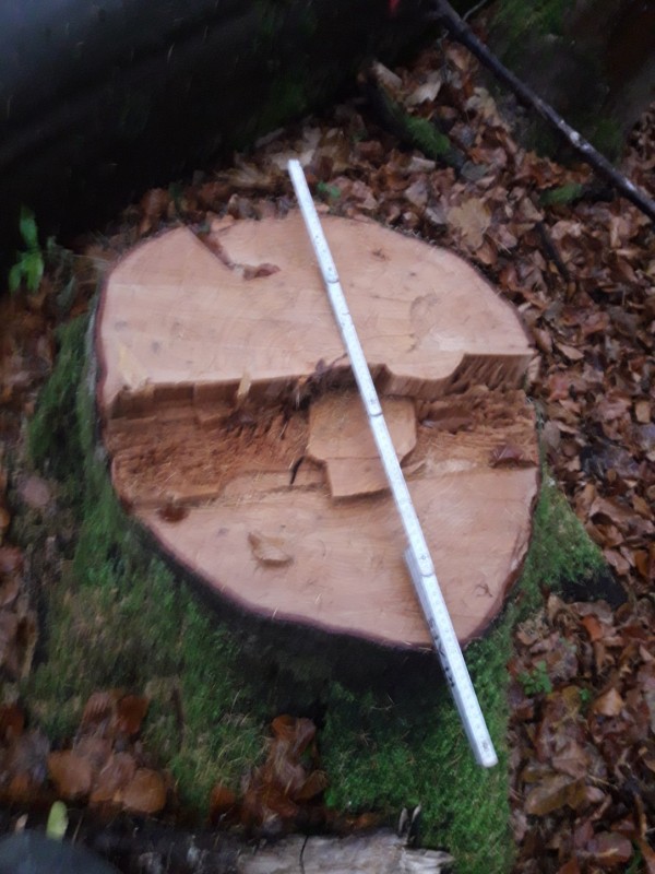 bisher die dickste Brennholzbuche 17-18.jpg