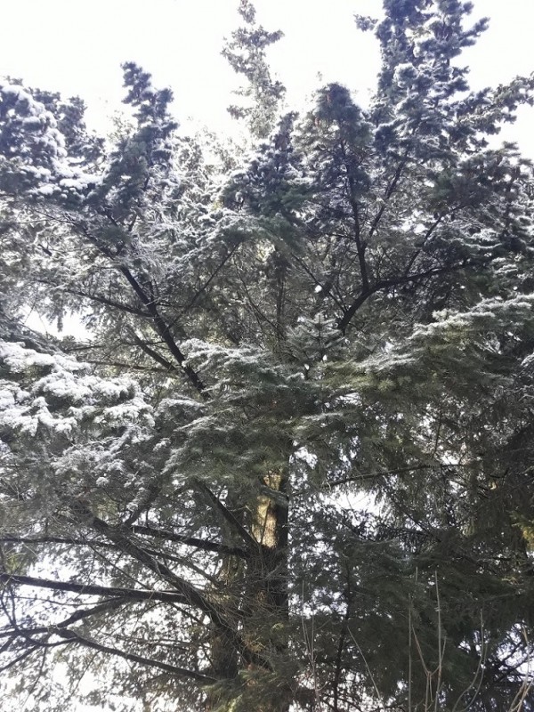 Der erste Schnee 17-18 (2).jpg