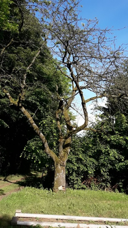 Kirsche tot im August.jpg