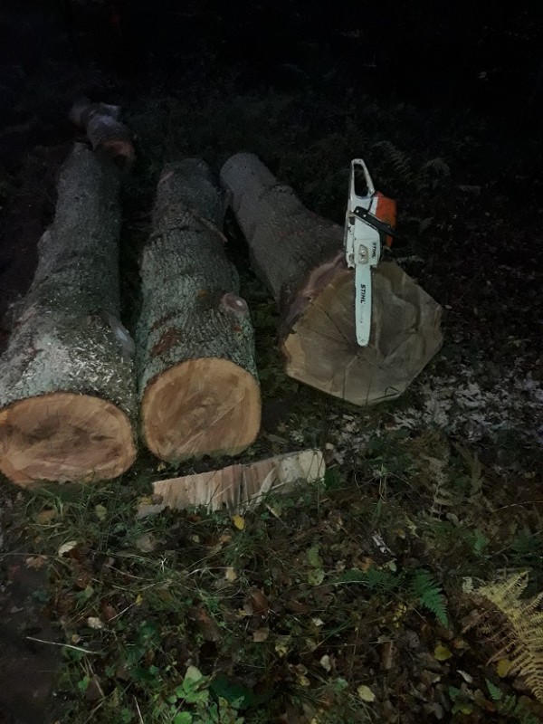 kleine Eiche (1).jpg