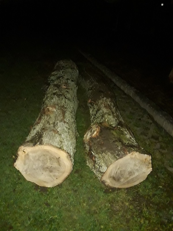 kleine Eiche (2).jpg