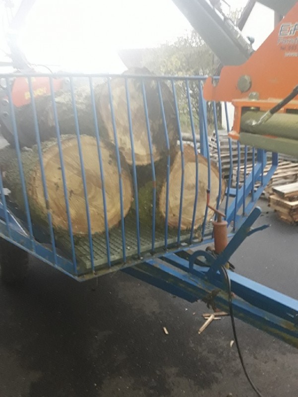 kleine Eiche (3).jpg