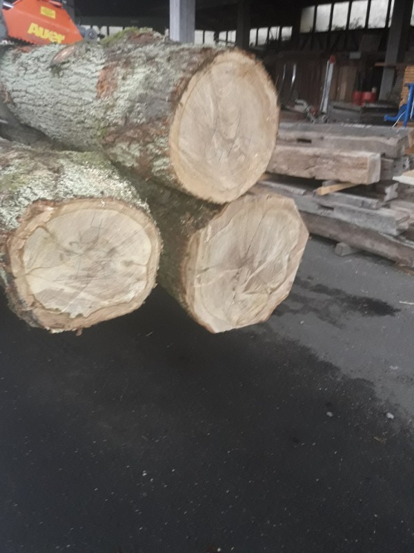 kleine Eiche (4).jpg