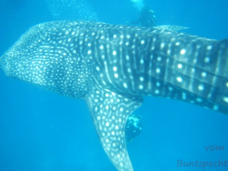 Bildla Nummera 010.jpg