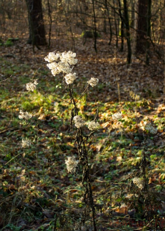 Bildla Nummera 001.jpg